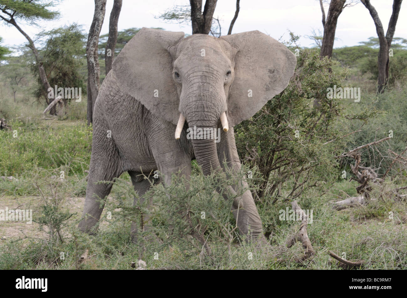 Stock photo of an elephant displaying an aggressive posture, Ndutu, Tanzania, 2009. Stock Photo