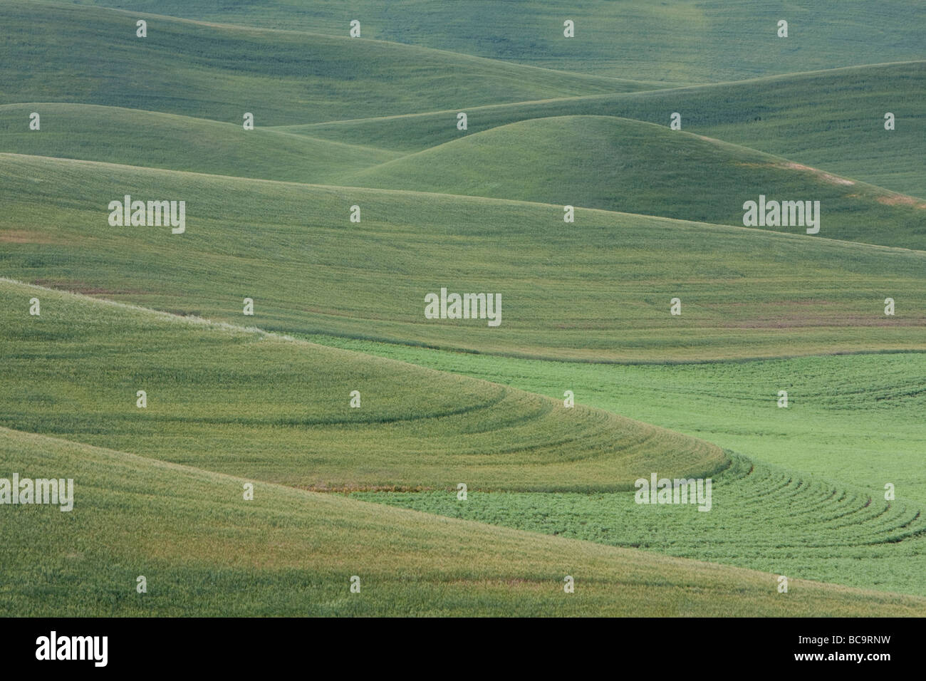 Whitman County, Palouse Country, Southeastern Washington State. Cultivated Fields of Wheat and Lentils. Stock Photo