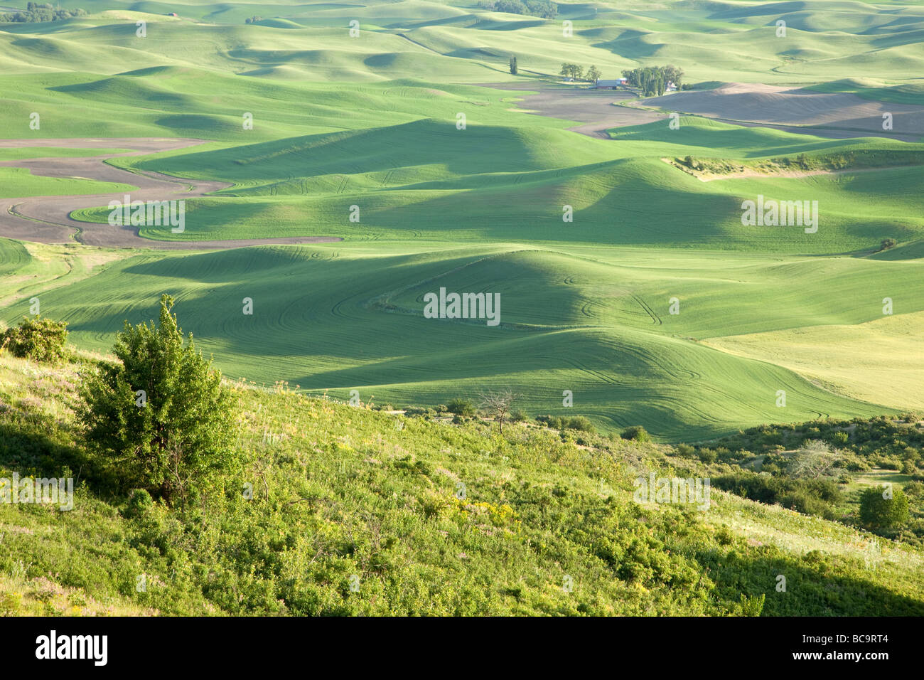 View from Steptoe Butte, Palouse Country, Southeastern Washington State, USA. Farmland in the Distance. Stock Photo