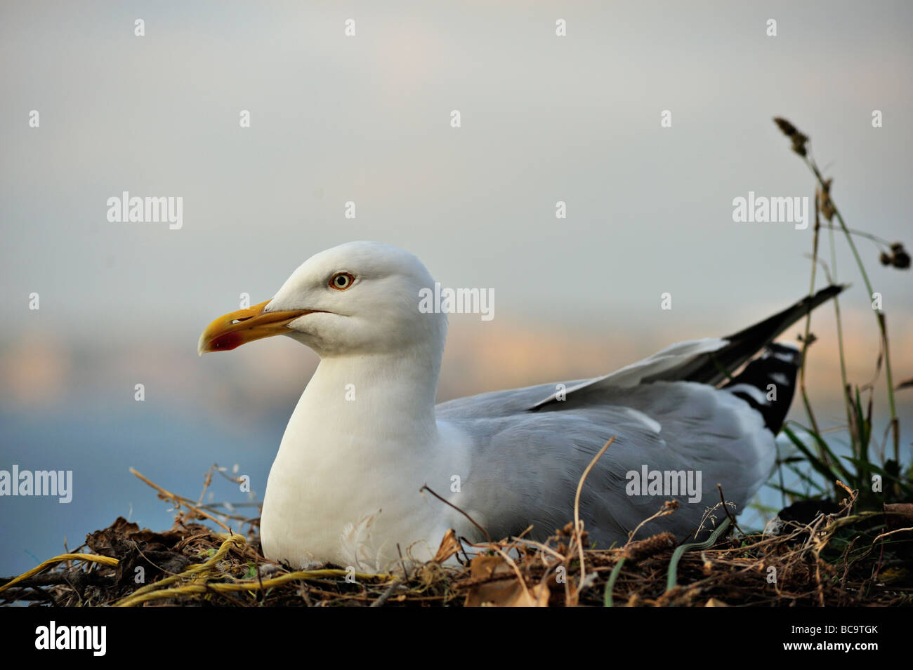 Herring Gull on Nest Stock Photo Alamy