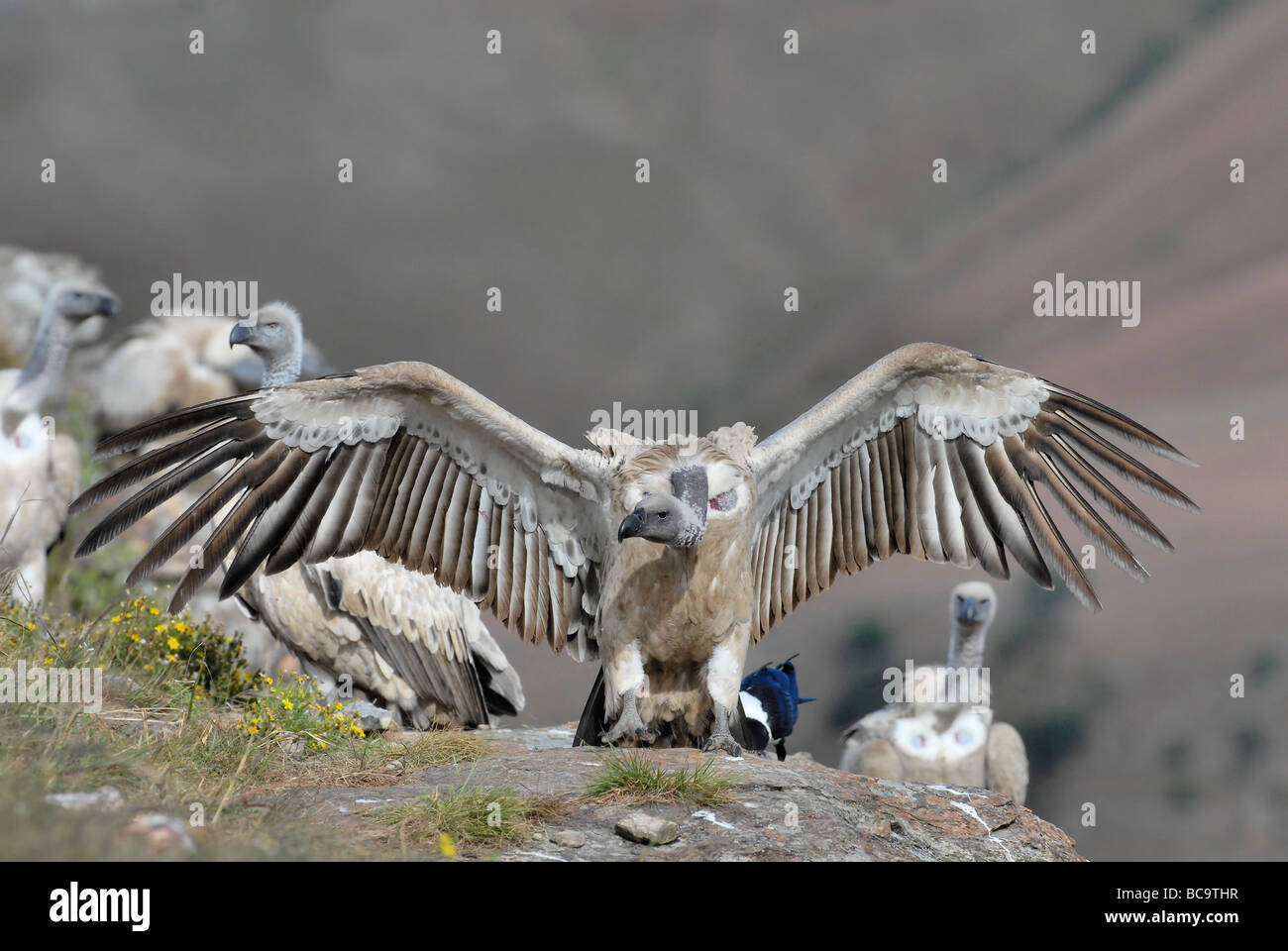 The Cape Griffon or Cape Vulture Gyps coprotheres is an Old World vulture in the family Accipitridae Stock Photo