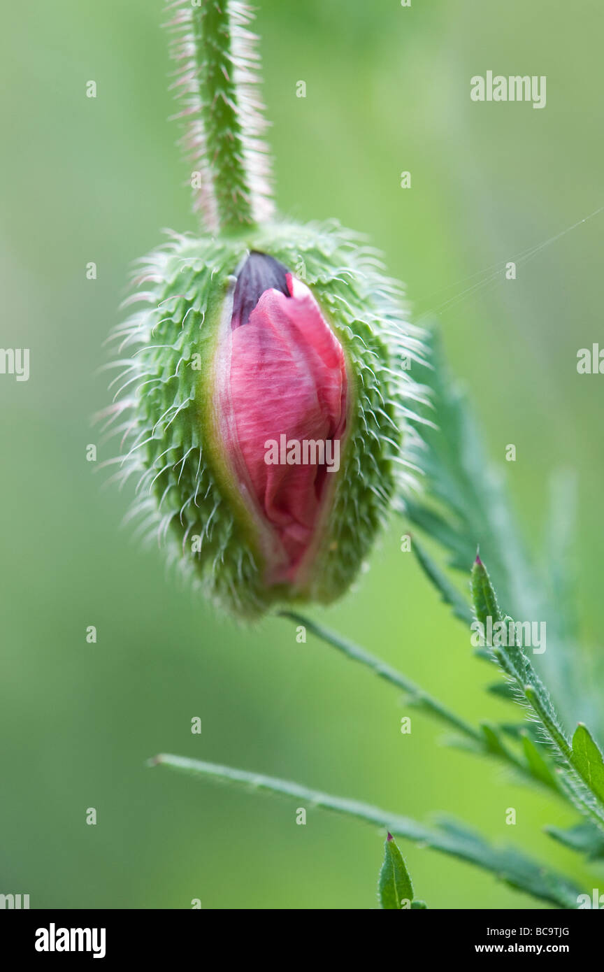 Papaver 'Rhoeas'. Field poppy bud opening Stock Photo