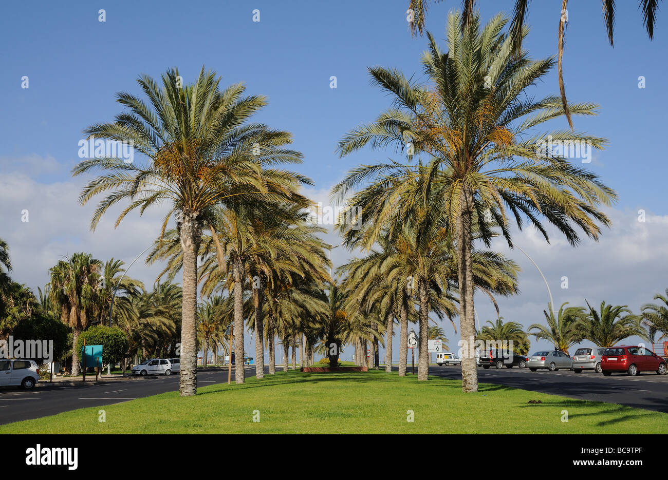 Palm Trees in Jandia Playa, Canary Island Fuertenventura, Spain Stock Photo
