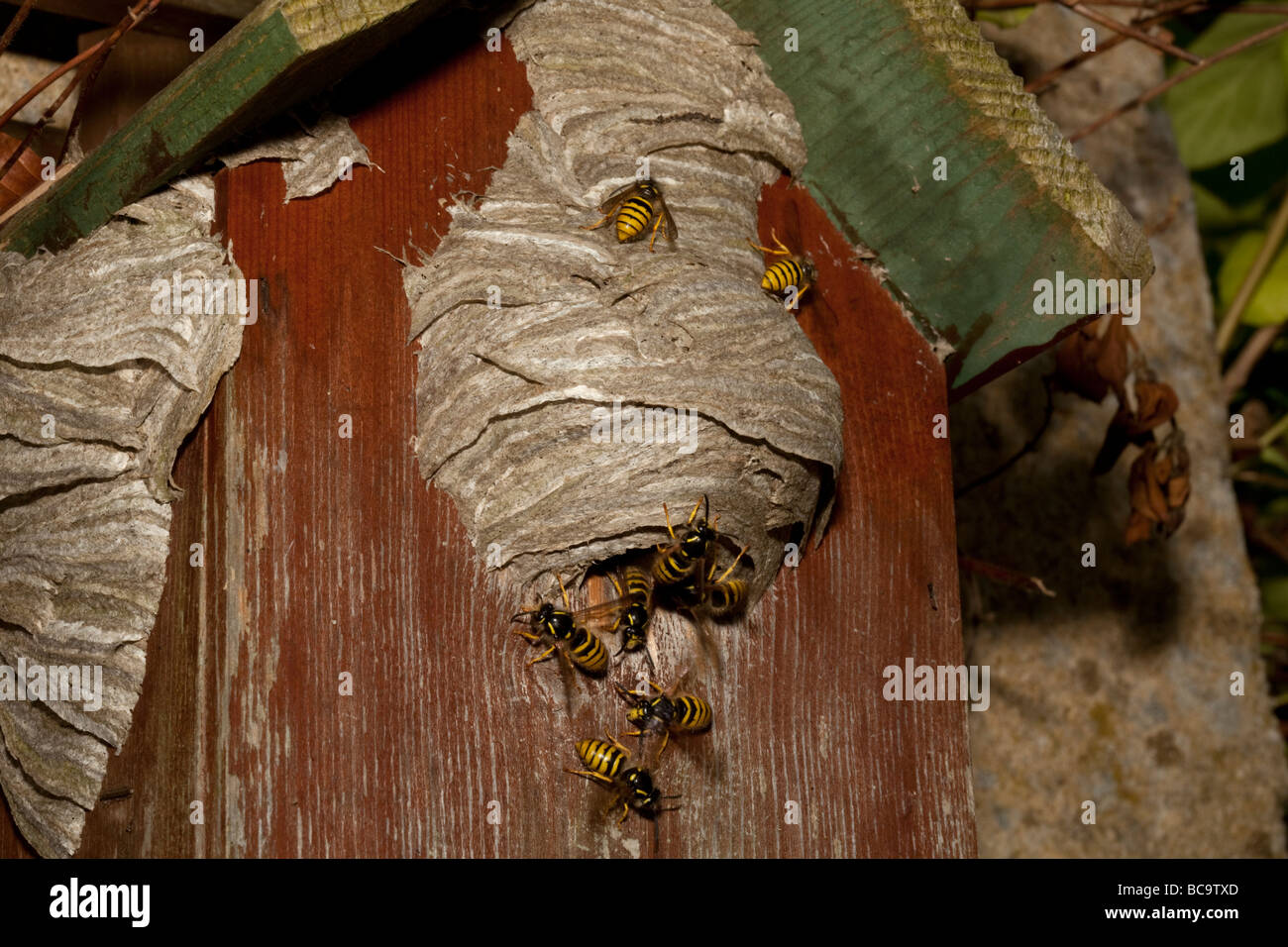 Wasps building nest in disused nesting box Cotswolds UK Stock Photo Alamy
