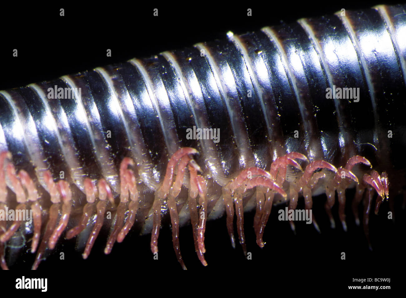 Close up of the walking legs of a Queensland Millipede, Julus Stock Photo