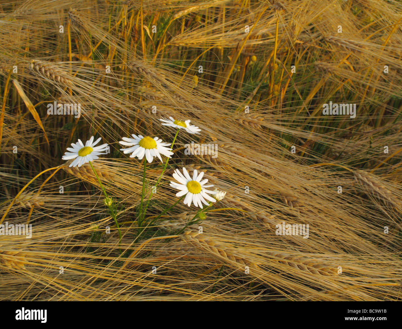 Field chamomile hi-res stock photography and images - Alamy