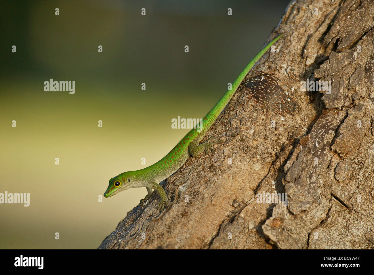 Green Gecko on tree branch Stock Photo - Alamy