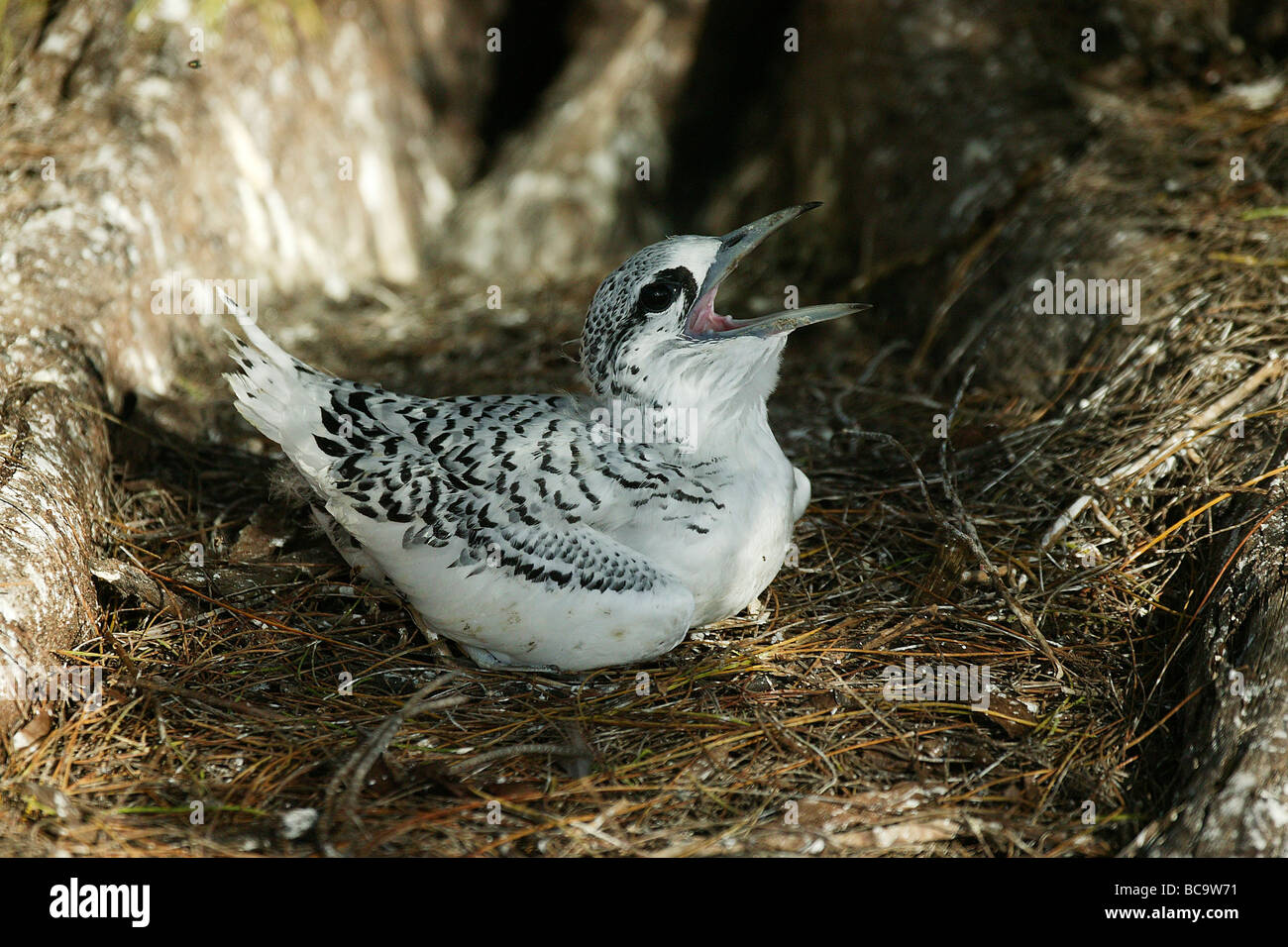 White-tailed Tropic Bird chick, Bird Island, Seychelles Stock Photo