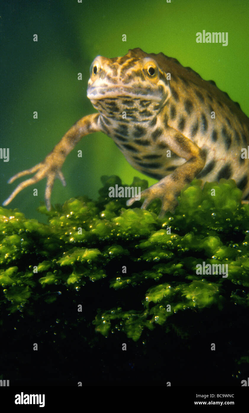 Smooth Newt, Triturus vulgaris, swimming underwater Stock Photo