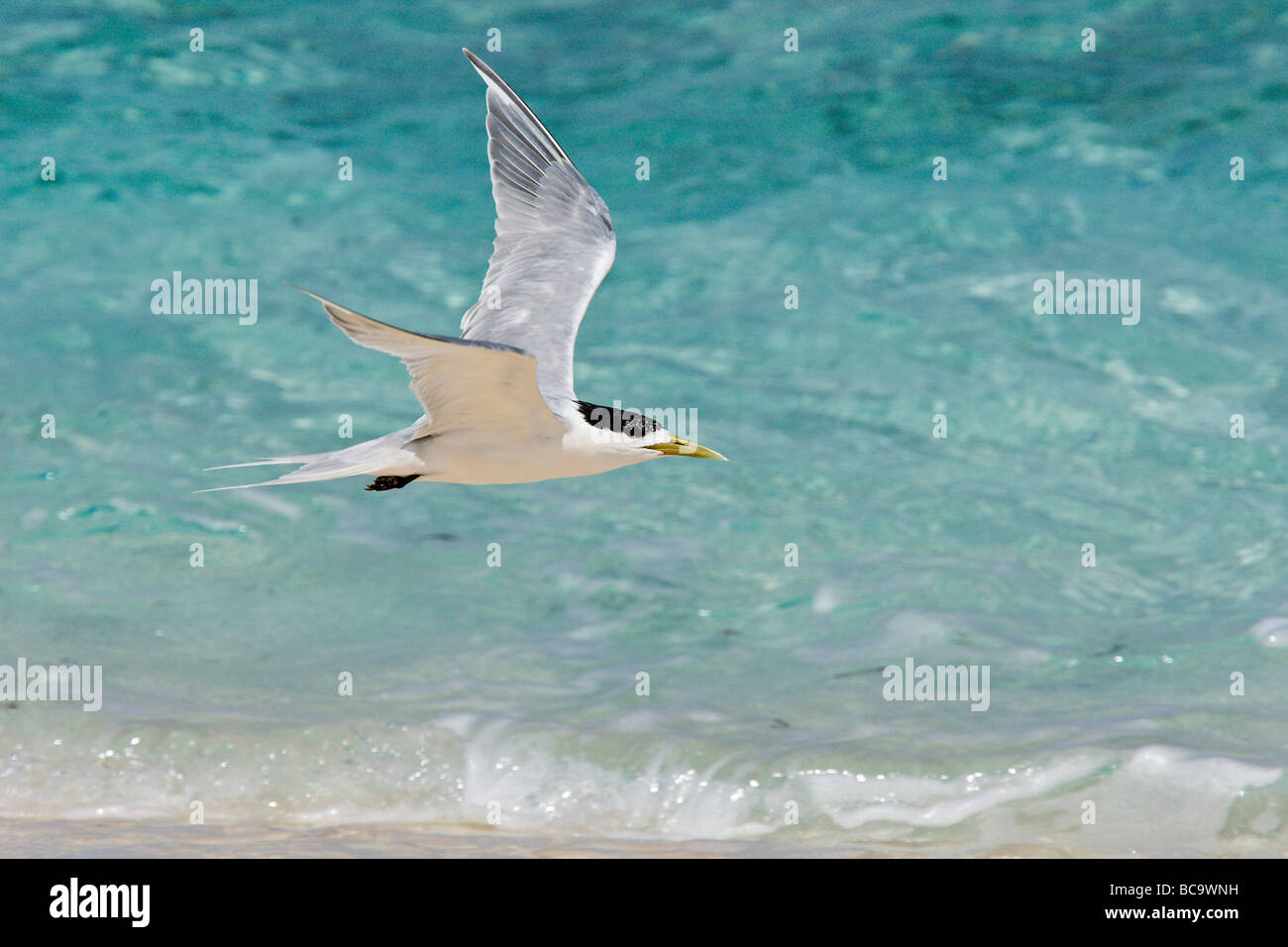 Greater Crested Tern in flight Stock Photo