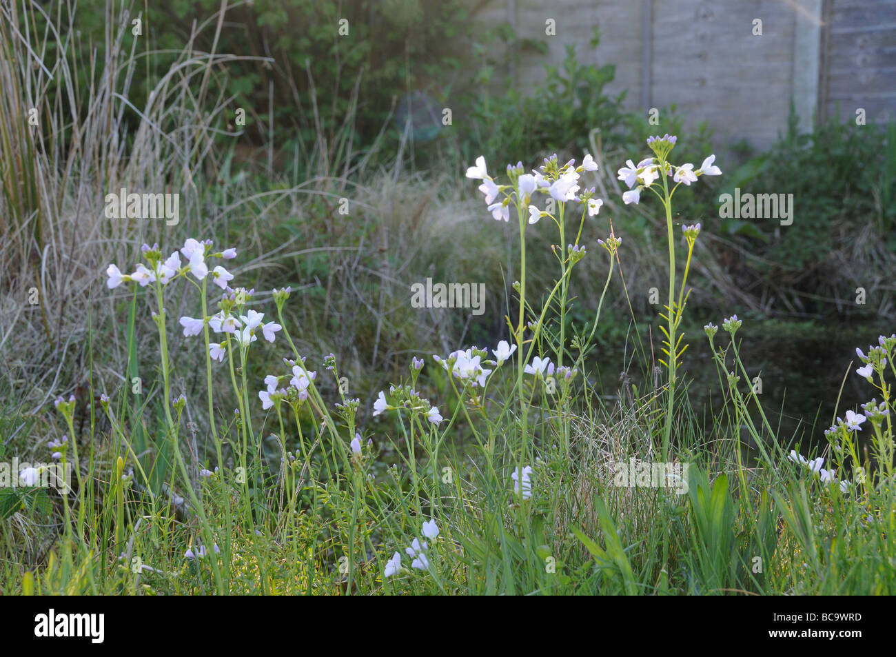 Lady s Smock or Cuckoo Flower cardamine pratensis in flower growing in wildlife area of garden Uk April Stock Photo