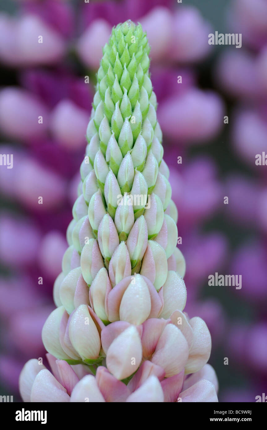 Garden lupins close up shot showing flower spike detail UK June Stock Photo