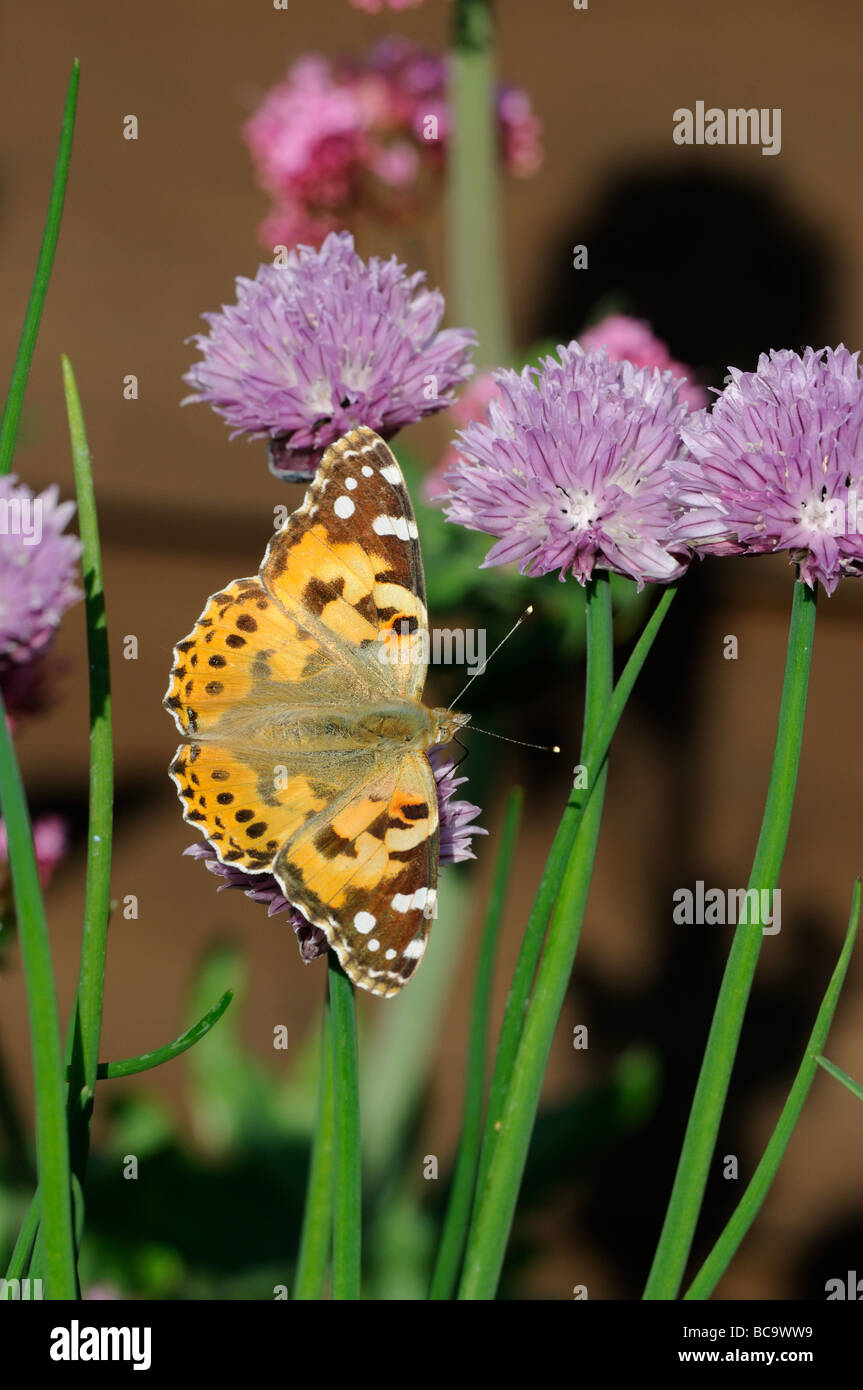 Garden wildlife Butterfly Painted lady vanessa cardui feeding on chive flowers UK June Stock Photo