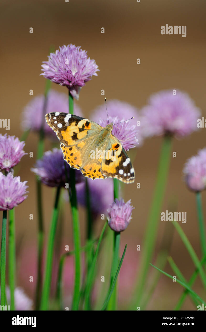 Garden wildlife Butterfly Painted lady vanessa cardui feeding on chive flowers UK June Stock Photo