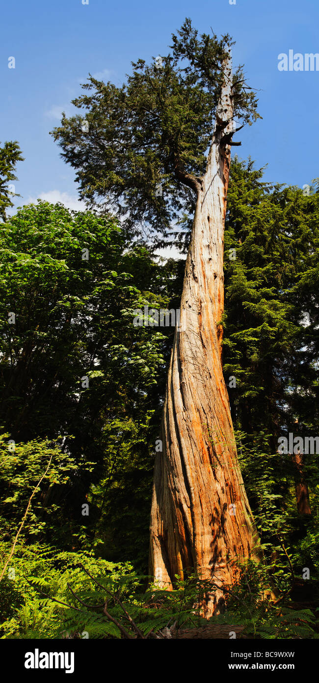 Red cedar tree hi-res stock photography and images - Alamy