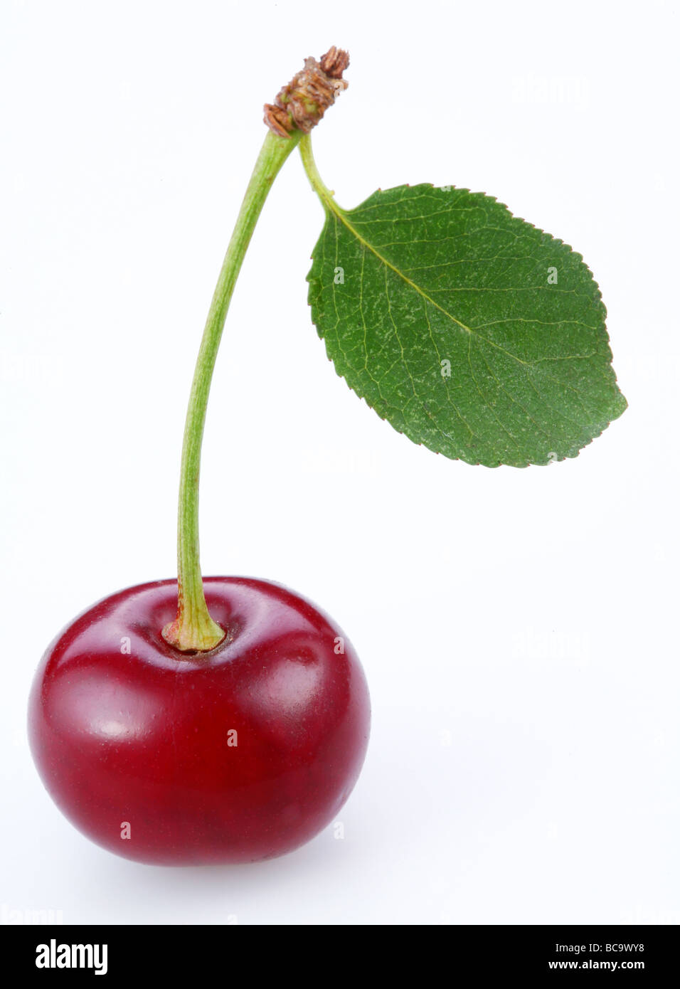 Cherry on a white background Stock Photo