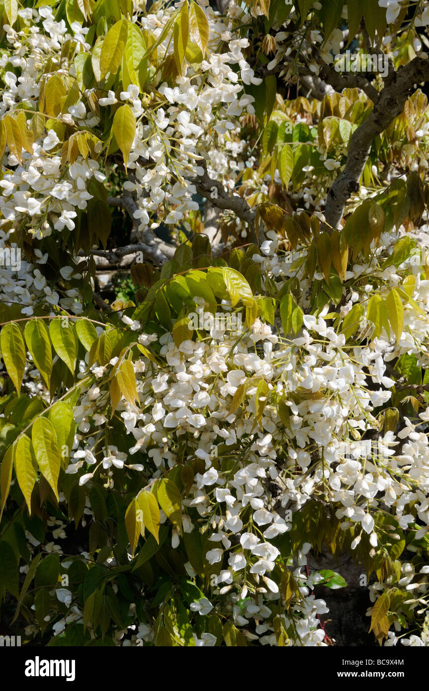 Wisteria venusta silky wisteria in full flower UK May Stock Photo