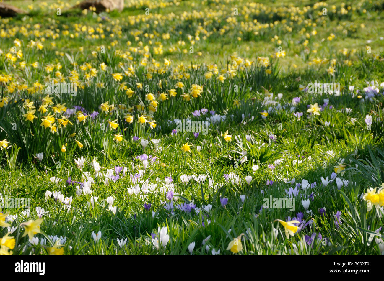 Naturalised Daffodil narcissus Crocus in bloom in large country garden Norfolk UK March Stock Photo
