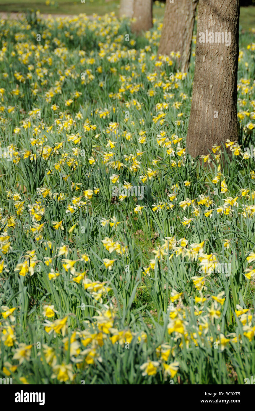 Naturalised Daffodil narcissus in bloom in large country garden Norfolk UK March Stock Photo