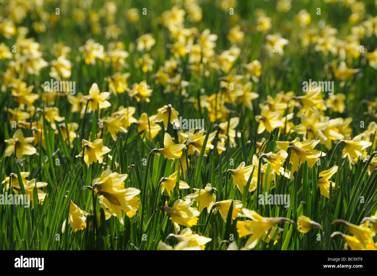 backlit Daffodils narcissus in bloom in large country garden Norfolk UK March Stock Photo