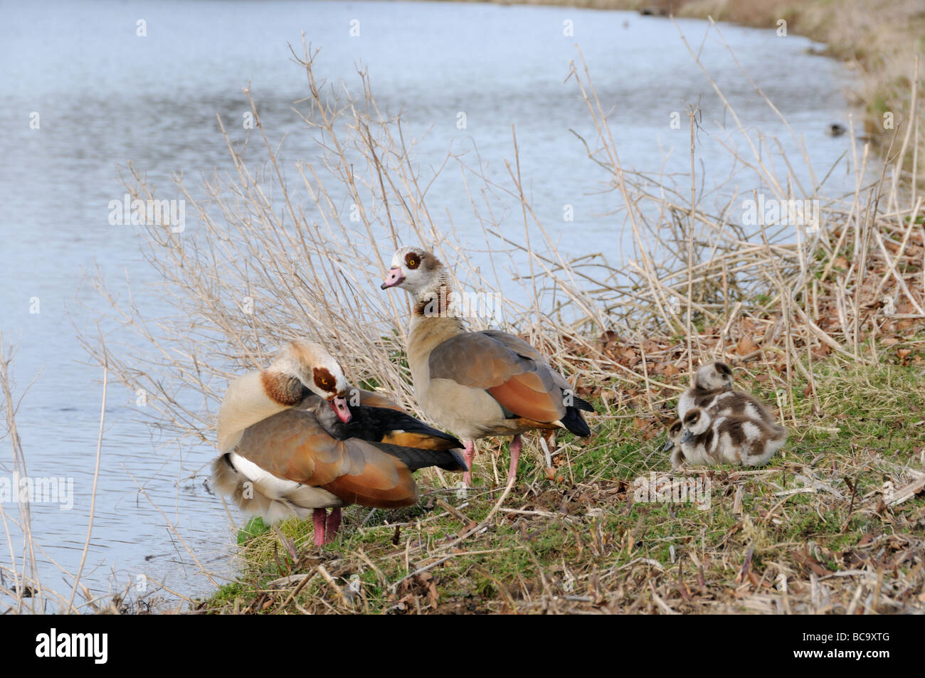 Egyptian Geese alopochen aegyptiacus male and female with goslings by lakeside North Norfolk UK March Stock Photo