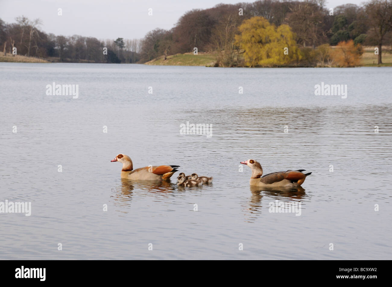 Egyptian Geese alopochen aegyptiacus male and female with goslings on water North Norfolk UK March Stock Photo