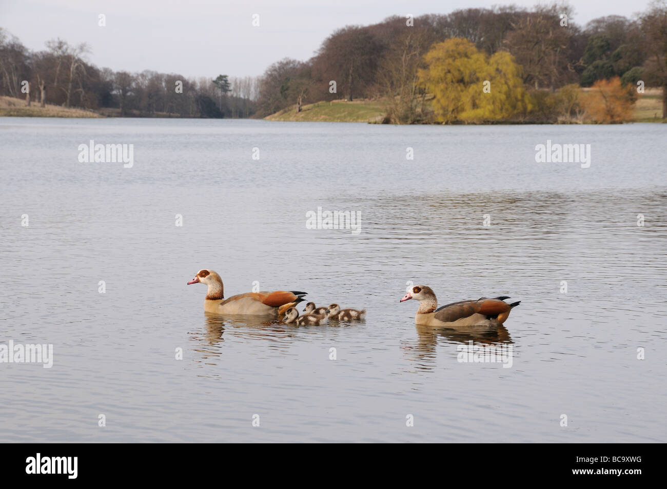 Egyptian Geese alopochen aegyptiacus male and female with goslings on water North Norfolk UK March Stock Photo