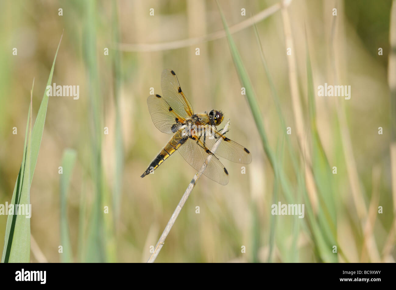 Dragonfly Four Spotted Chaser libellula quadrimaculata at rest on vegetation Norfolk UK June Stock Photo