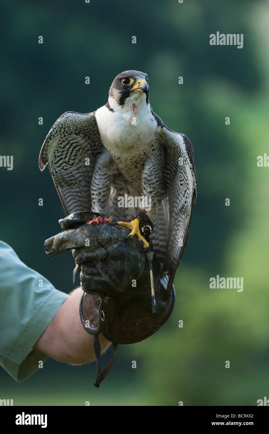 Falco peregrinus. Peregrine falcon on a falconers gloved hand feeding Stock Photo