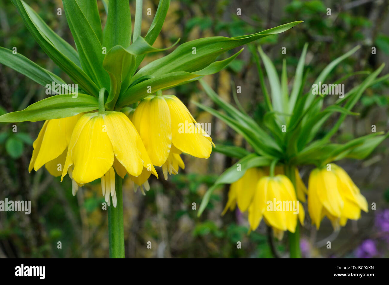 Fritillaria imperialis yellow flowered three plants in full flower UK April Stock Photo