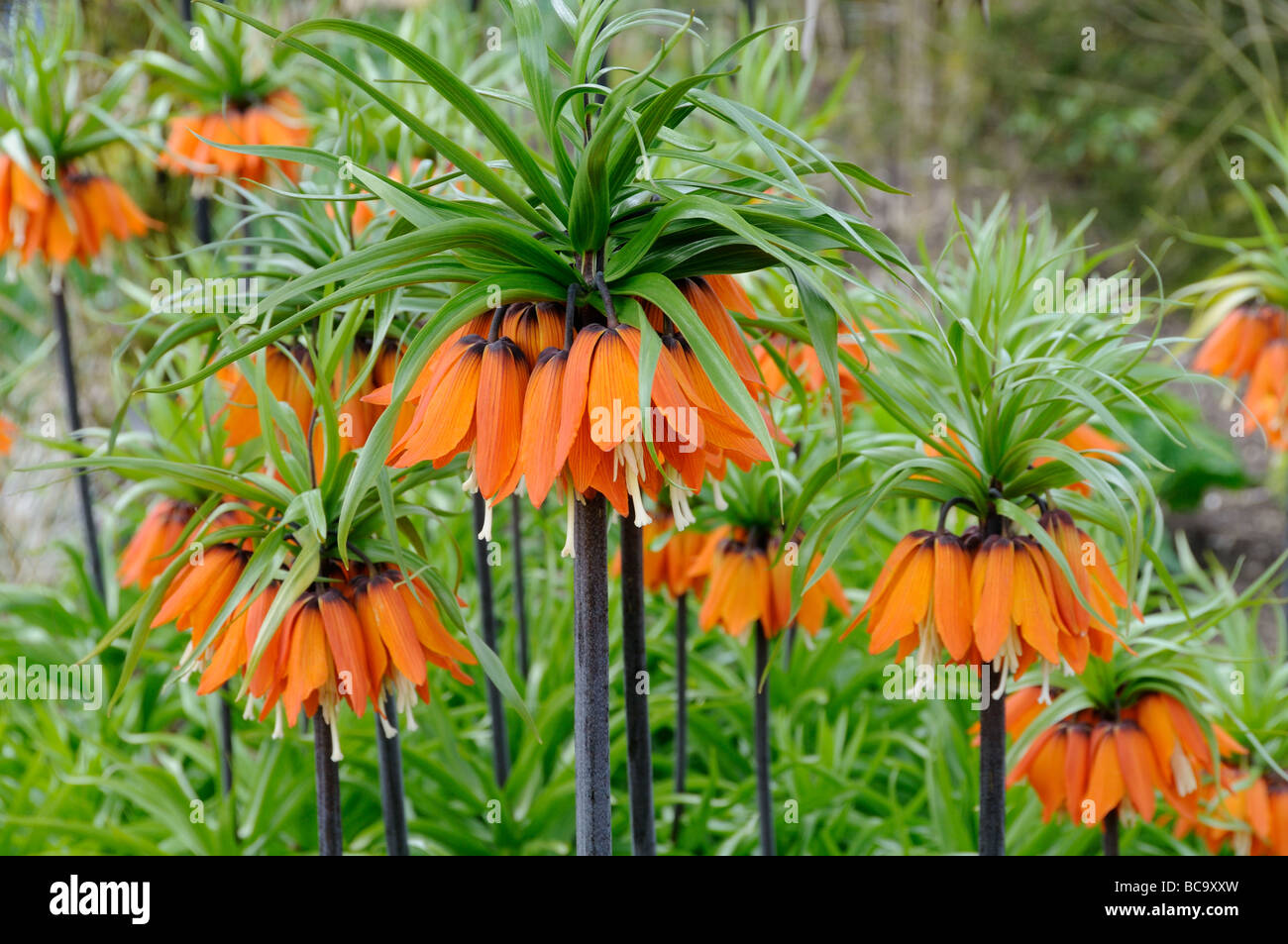 Fritillaria imperialis crown imperial three plants in full flower UK April Stock Photo