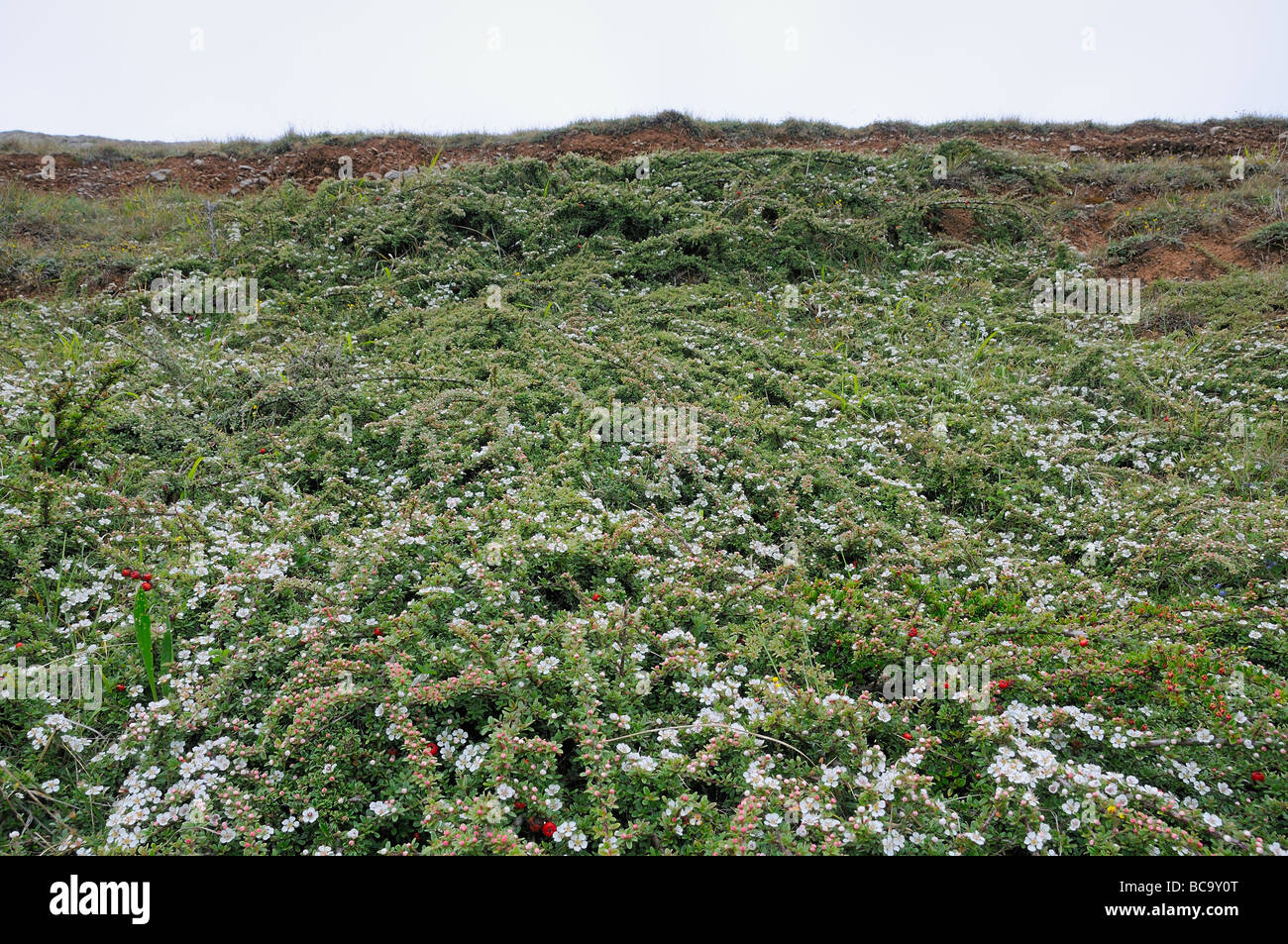Wild cotoneaster cotoneaster integerrimus growing on the great orme Llandudno North Wales May Stock Photo