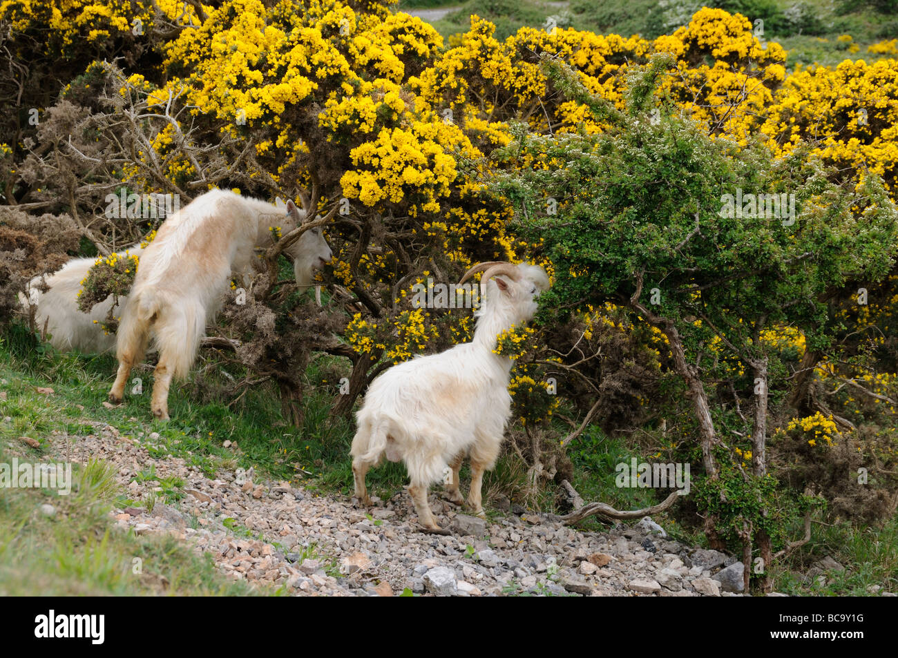 Great Orme Kashmiri goats grazing on Gorse bushes Llandudno North Wales UK May Stock Photo