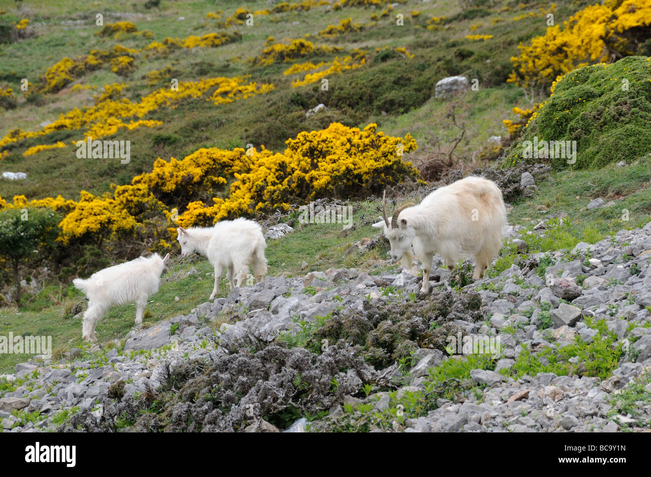 Great Orme Kashmiri goats Nanny and two kids Llandudno North Wales UK May Stock Photo