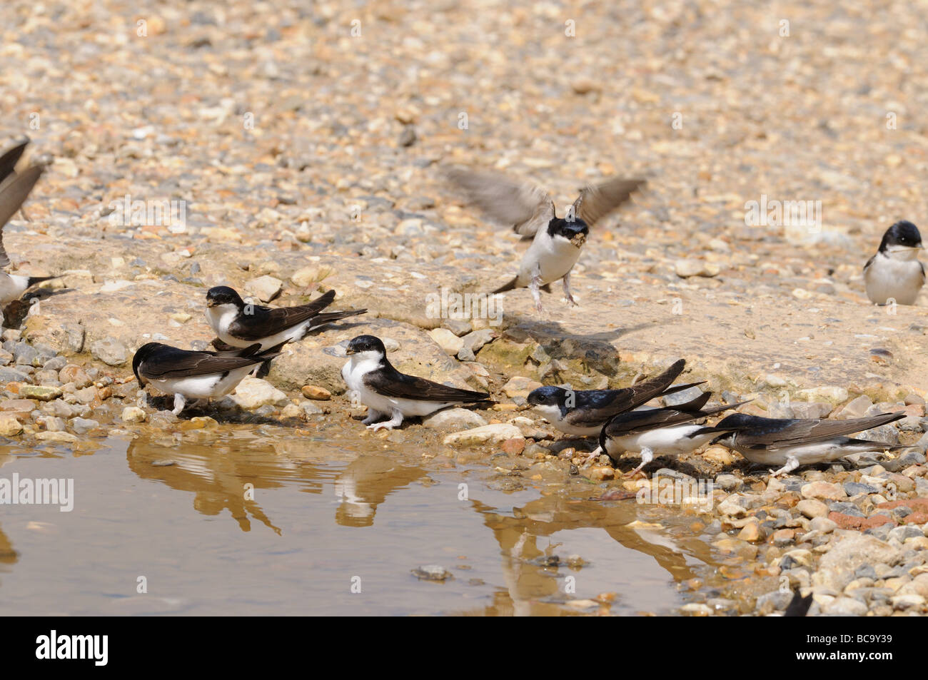House Martins delichon urbica adults collecting mud for nestbuilding Norfolk UK May Stock Photo