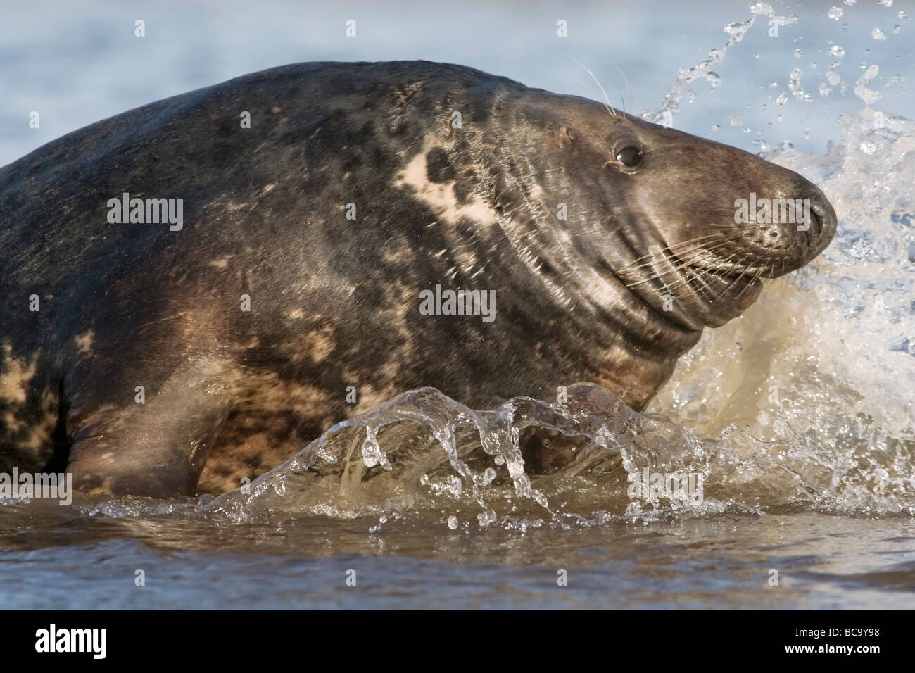 Atlantic male Grey Seal charging Stock Photo Alamy