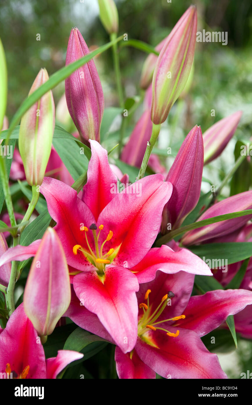 Colorful Lily flowers Stock Photo Alamy