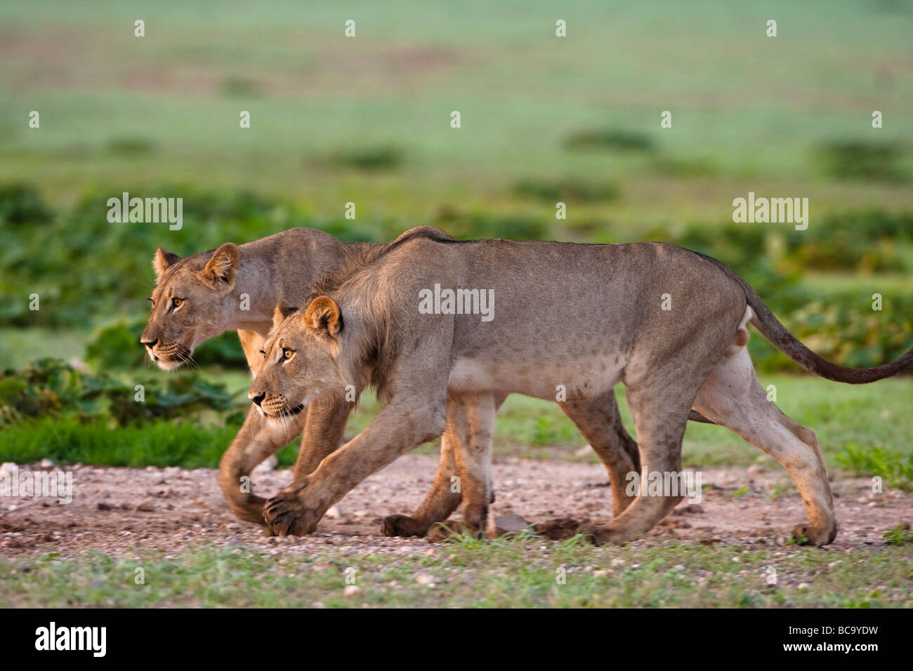 lions playing Stock Photo