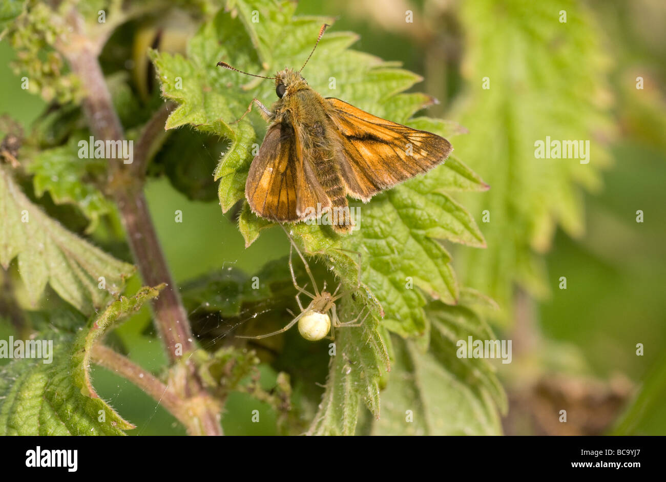 Large Skipper Butterfly (Ochlodes venata) settled on a leaf with an approaching white spider Stock Photo
