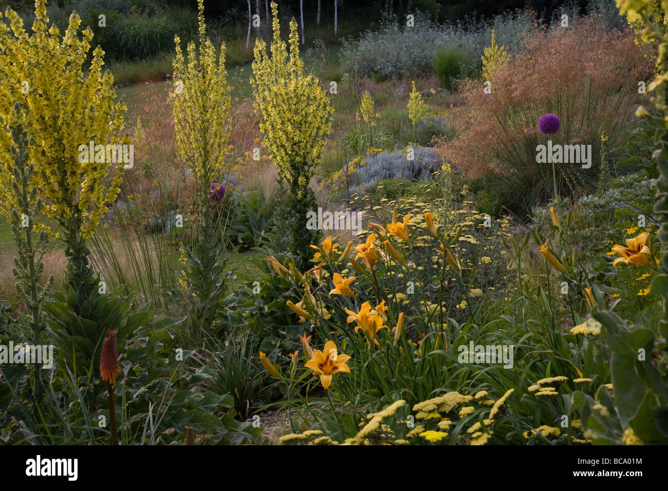 Prairie planting of perennials and grasses Stock Photo