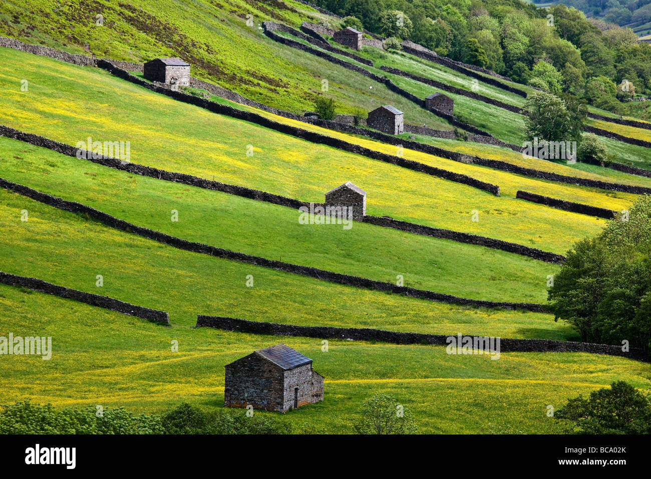 Swaledale barns and wild flower meadows near Thwaite Yorkshire Dales National Park Stock Photo