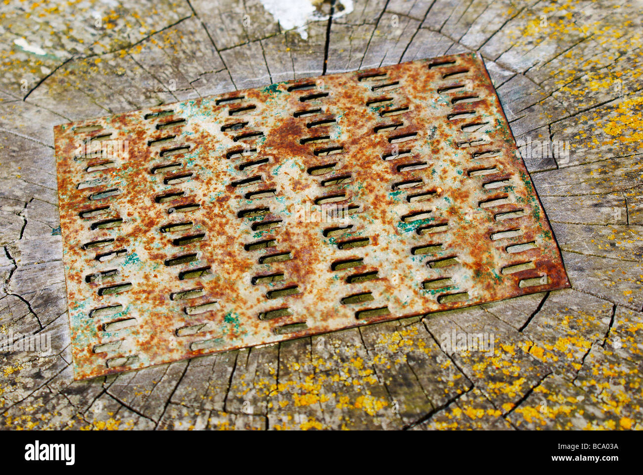 Tree Cut Plate Weathered metal plate on a cut tree stump Stock Photo - Alamy