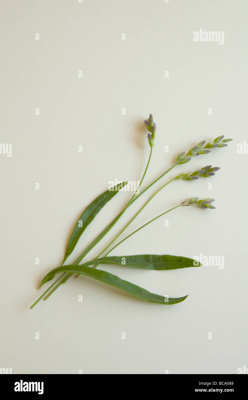 Delicate sprig of lavender in bud Stock Photo