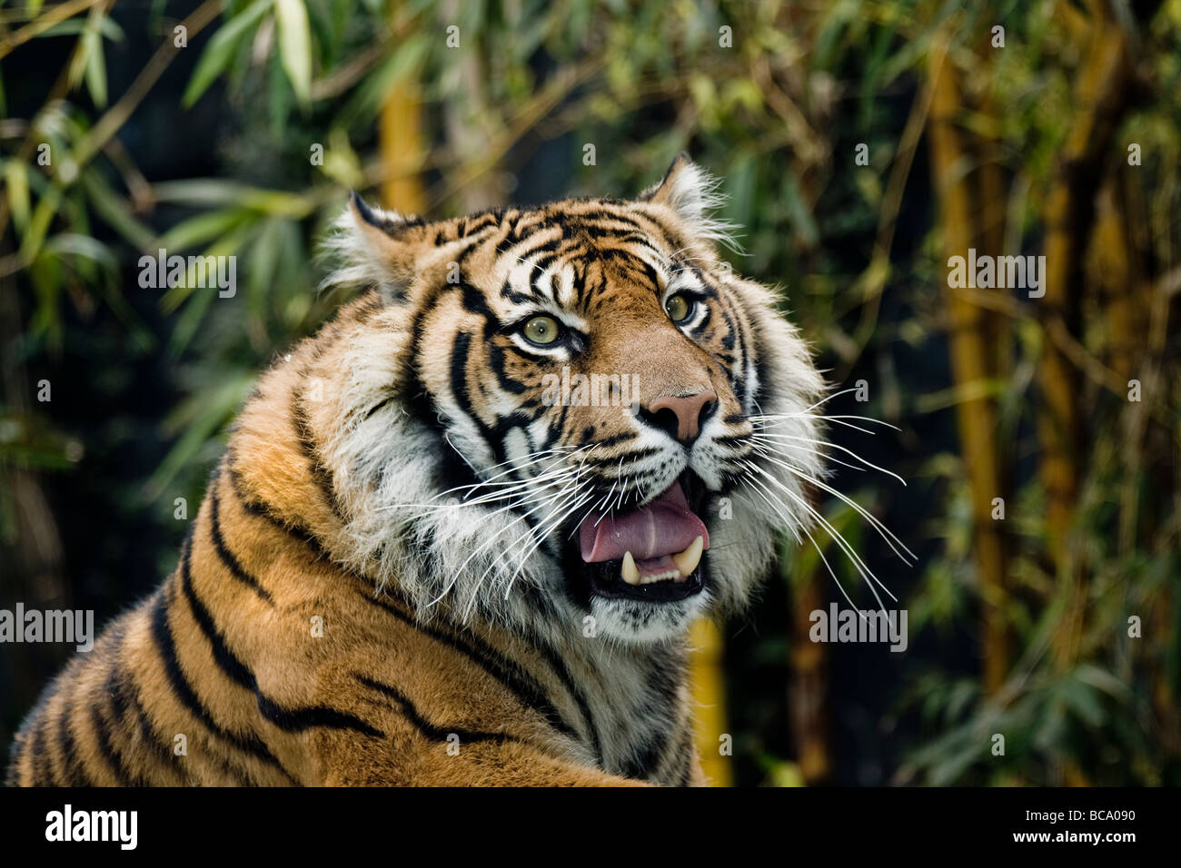 endandered species sumatran tiger Stock Photo