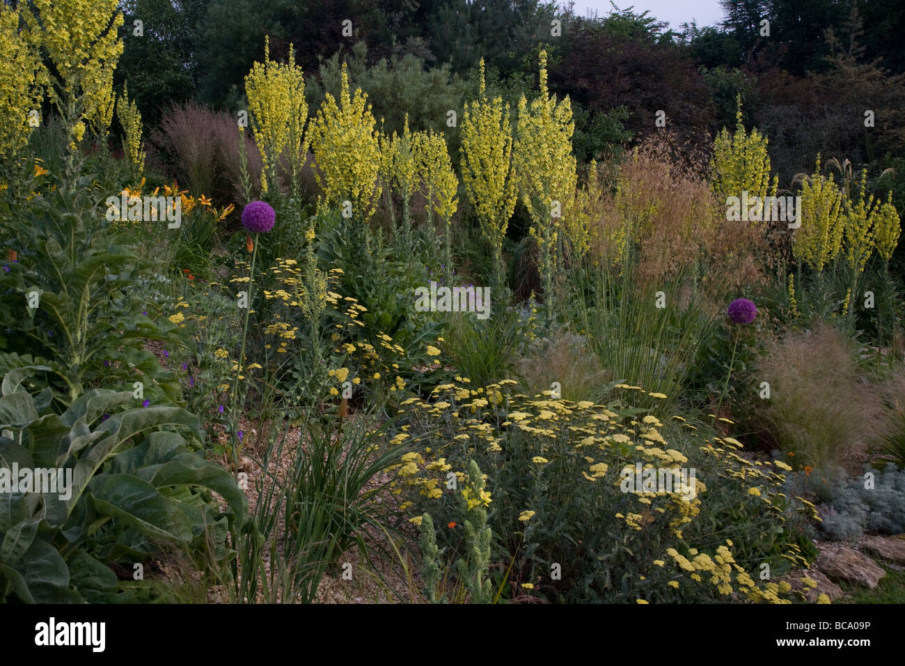 grasses, perennials and steppe planting in the UK Stock Photo