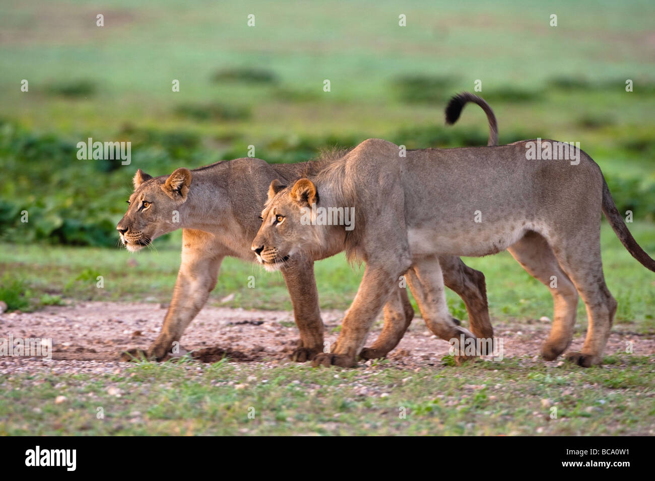 lions playing Stock Photo