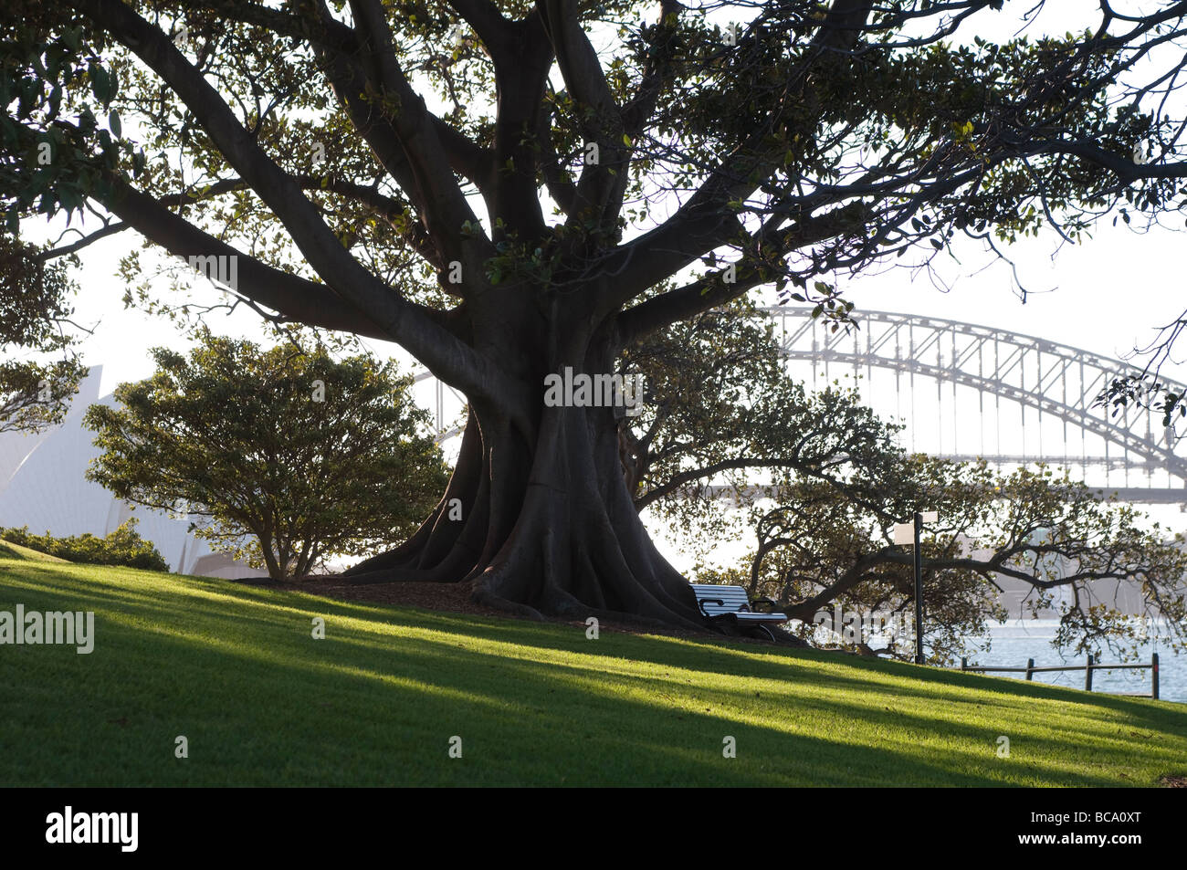 Fig Tree in Botanic Garden and harbour Bridge in the background, Sydney, NSW, Australia Stock Photo