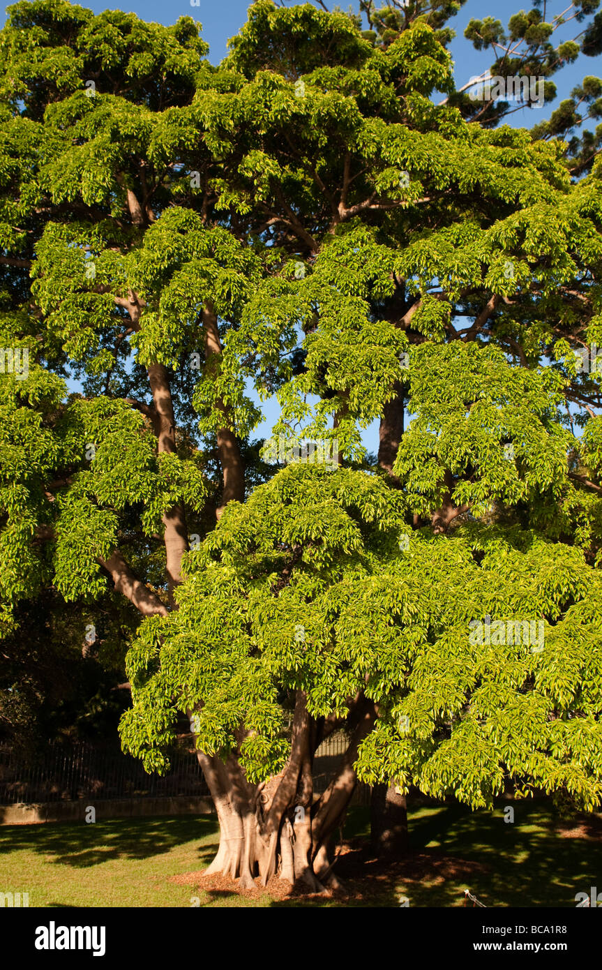 Botanic Garden tree, Sydney NSW Australia Stock Photo Alamy