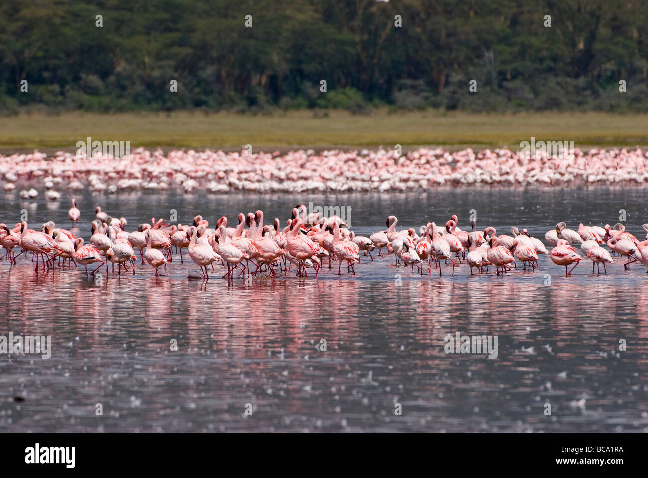 flamboyance of Lesser Flamingos Phoenicopterus minor NAKURU NATIONAL PARK KENYA EAST Africa Stock Photo