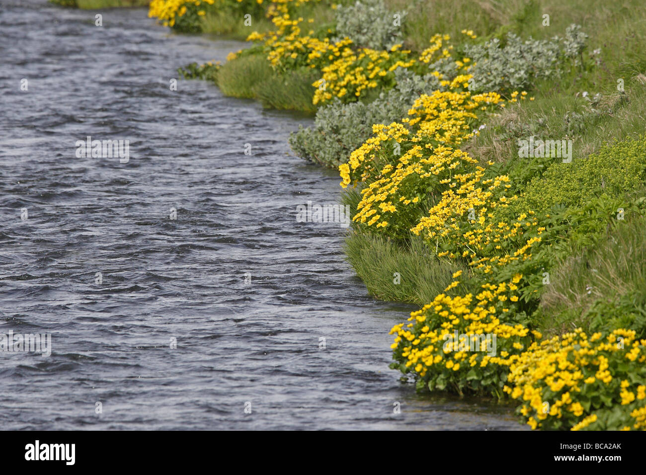 Marsh Marigolds by Laxa River Iceland Stock Photo